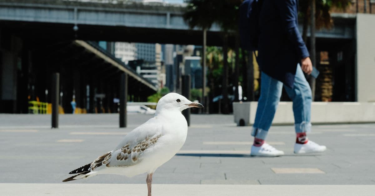 Jūrmala Introduces Silent Seagull Zone, Residents Report First-Ever Ability To Hear Own Thoughts