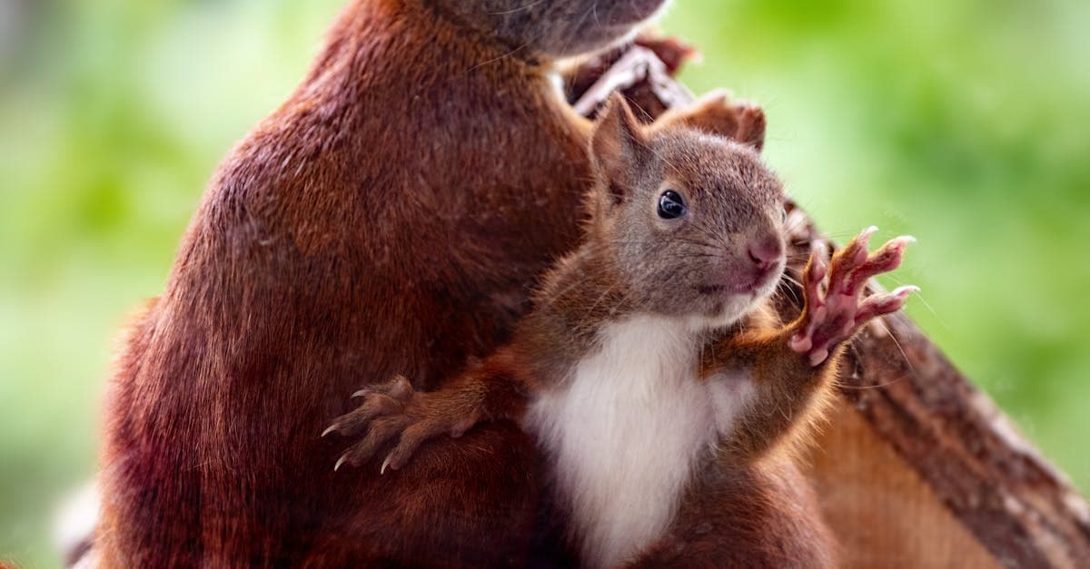 Latvia Announces Groundbreaking 'Squirrel-Lane' Initiative To Solve Traffic Woes