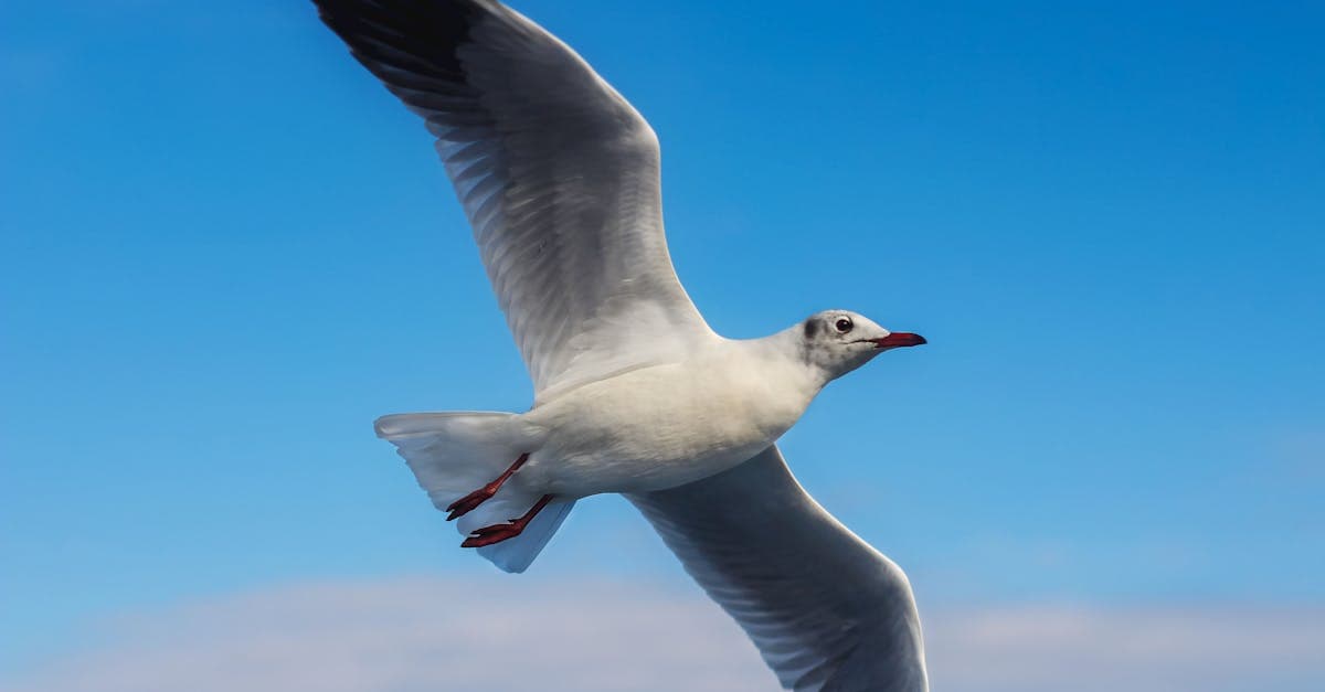 Latvija pasludina kaiju par nacionālo putnu; Parlaments norāda uz 'Cīņu par zivīm un brīvību'