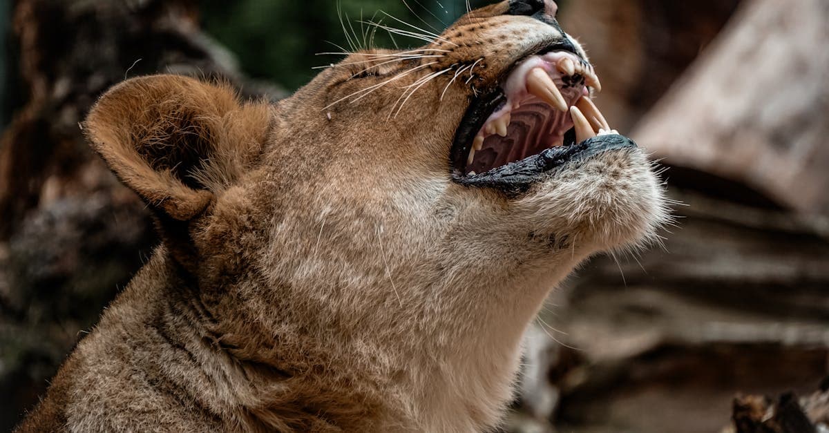 Latvija Atjauno 'Ugunsgrēku Karali', lai Iedvesmotu Nākamo Uguns Entuziastu Paaudzi
